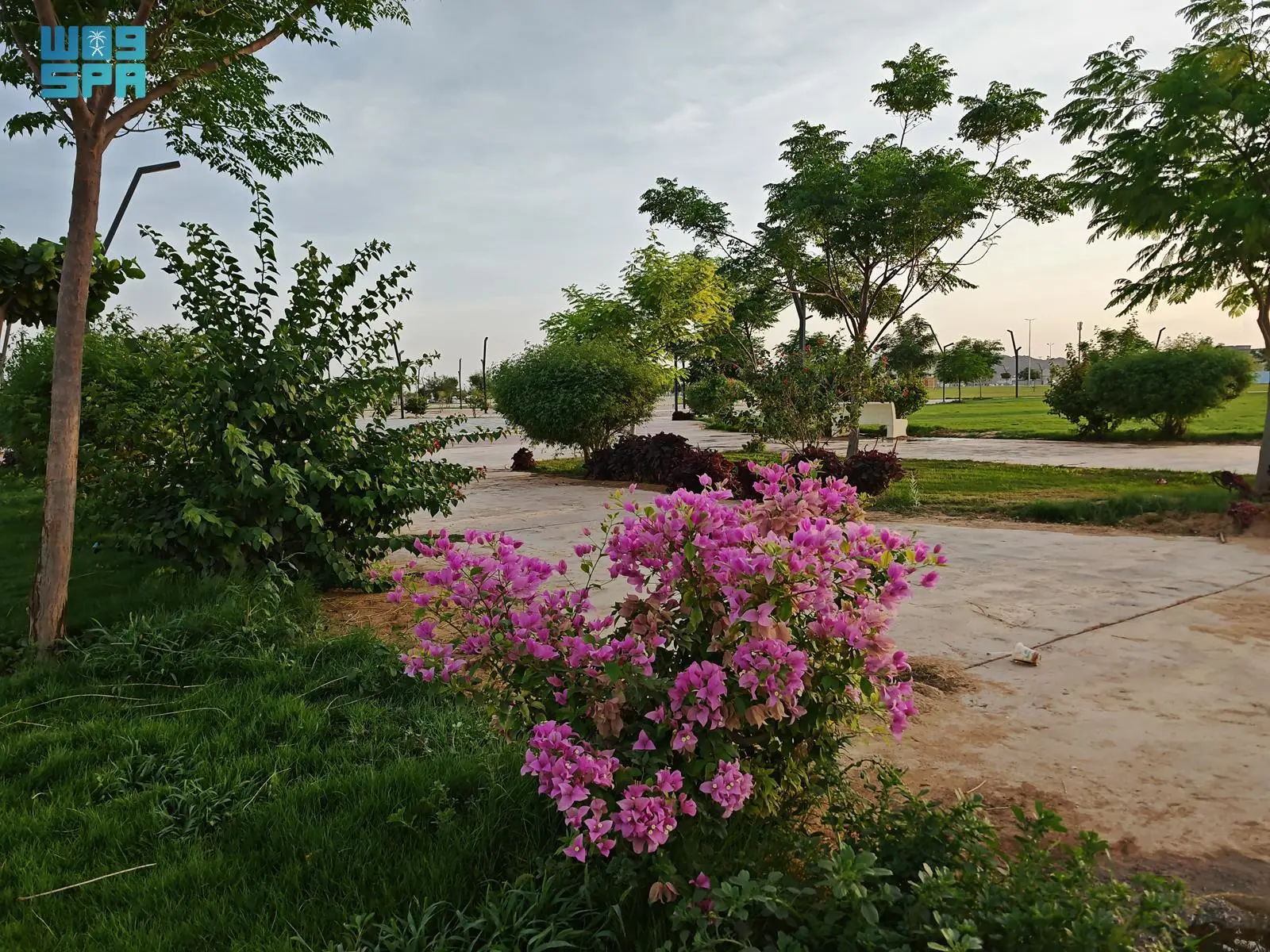 نجران تحتضن جمال الطبيعة بـ 500 ألف وردة وشجرة