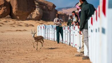 إطلاق 37 كائنًا فطريًا في محمية الحِجر بالعُلا لتعزيز التنوع البيولوجي
