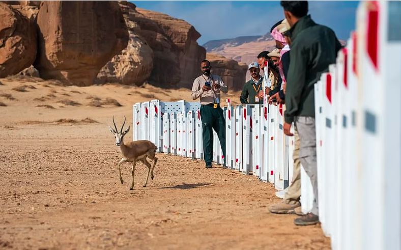 إطلاق 37 كائنًا فطريًا في محمية الحِجر بالعُلا لتعزيز التنوع البيولوجي