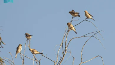 اكتشاف طائر الحسون الصحراوي في الحدود الشمالية: تحليل ورصد دقيق