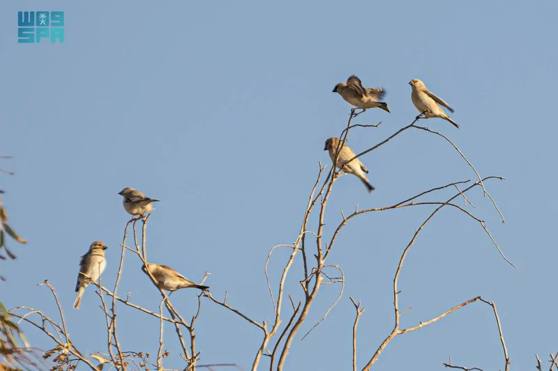 اكتشاف طائر الحسون الصحراوي في الحدود الشمالية: تحليل ورصد دقيق