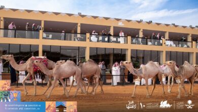 تجديد الفخر والولاء: مهرجان الملك عبدالعزيز للإبل في نسخته العاشرة