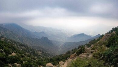 تحليل تأثير موجات الضباب على المناخ والبيئة في المنطقة الشرقية