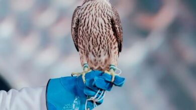 تحليل سوق مزادات نادي الصقور السعودي 2025 وتأثيره على الاقتصاد المحلي