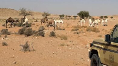 تقييم أثر رعي 50 متنًا من الإبل في محمية الملك عبدالعزيز البيئية