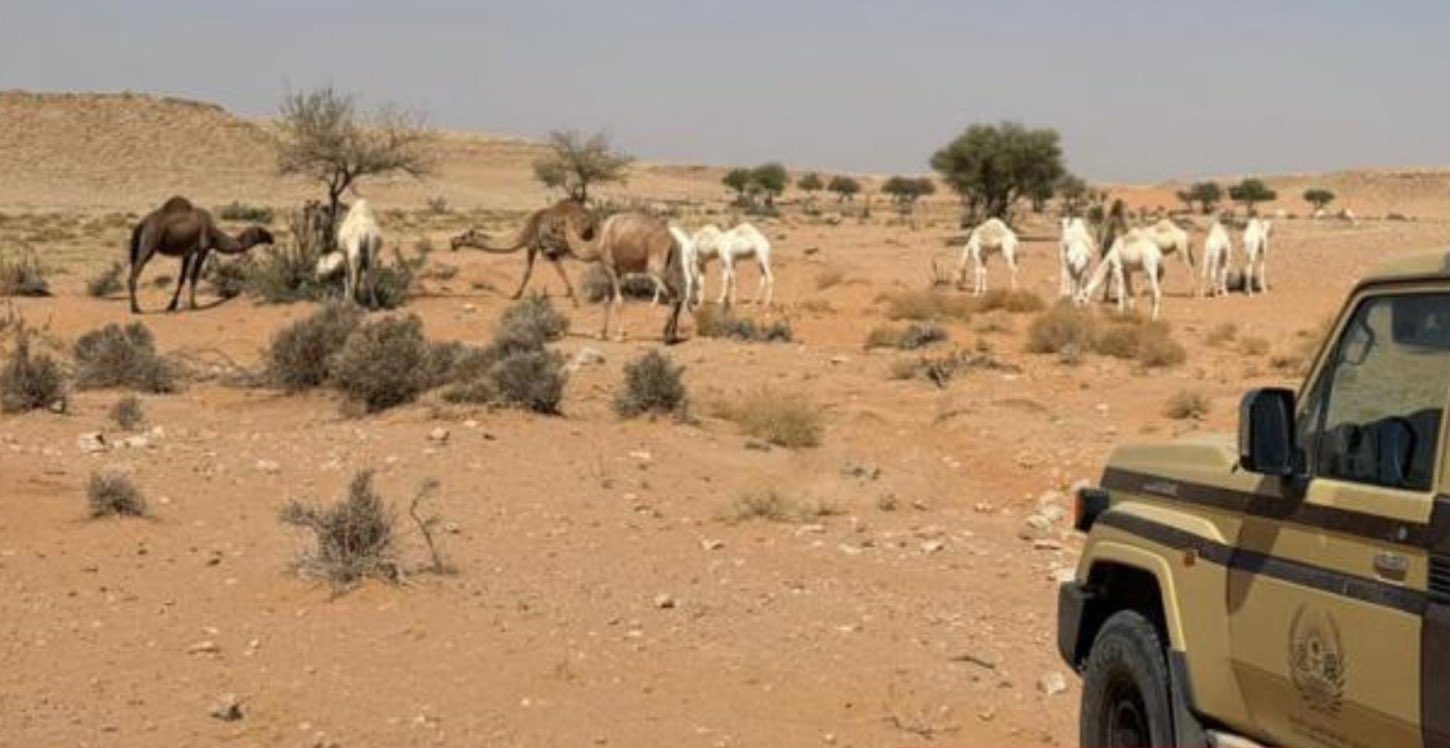 تقييم أثر رعي 50 متنًا من الإبل في محمية الملك عبدالعزيز البيئية