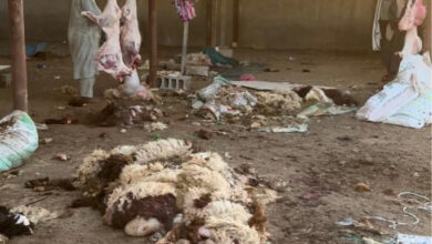 تقييم فعالية الحملة الميدانية لإغلاق المسالخ المخالفة وتطبيق الأنظمة القانونية