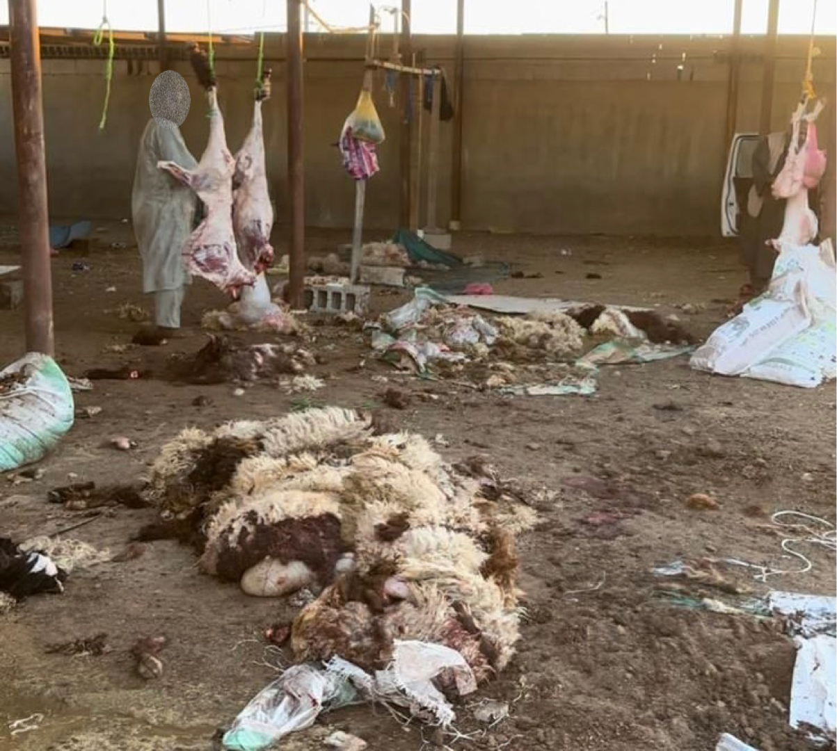 تقييم فعالية الحملة الميدانية لإغلاق المسالخ المخالفة وتطبيق الأنظمة القانونية