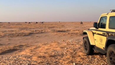 ضبط مواطن يتجاوز القوانين برعاية 28 من الإبل في محمية الإمام عبدالعزيز
