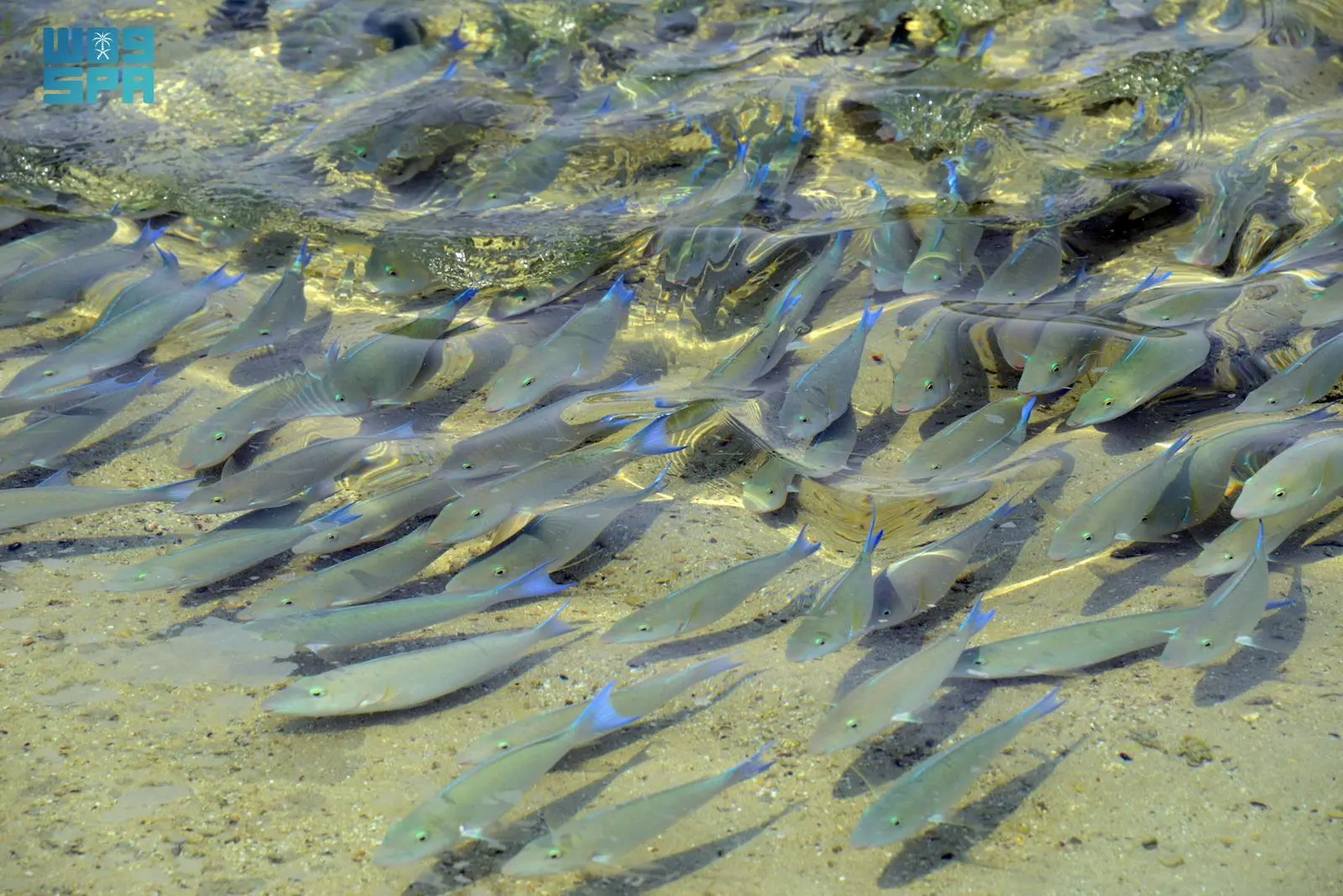 أسرار اختيار أسماك الببغاء لشواطئ جزر فرسان: دراسة بيئية فريدة