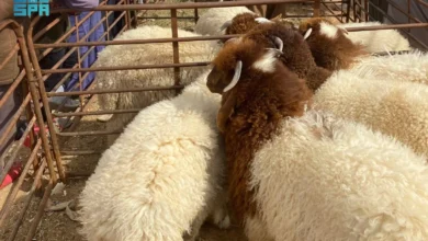 ارتفاع ملحوظ لنشاط أسواق الماشية في الشمالية مع اقتراب شهر رمضان