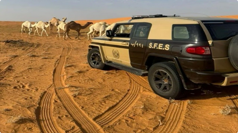 الأمن البيئي يطبق العقوبات النظامية على مواطن مخالف لرعي الإبل في محمية محظورة