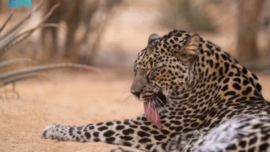 العُلا والنمر العربي: تراثٌ حي يُوثّقه التاريخ ويُعززّه العمل المعاصر