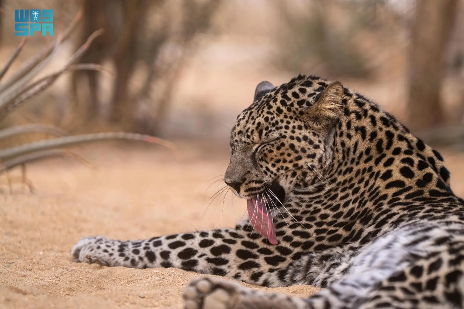 العُلا والنمر العربي: تراثٌ حي يُوثّقه التاريخ ويُعززّه العمل المعاصر