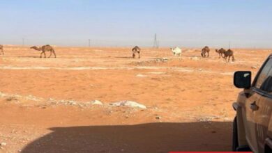 القبض على مواطن بتهمة رعاية 7 رؤوس من الإبل في محمية الإمام عبد العزيز