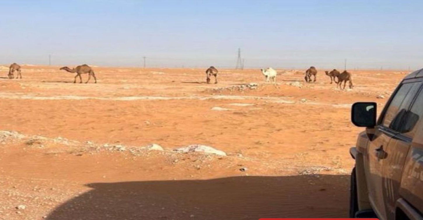 القبض على مواطن بتهمة رعاية 7 رؤوس من الإبل في محمية الإمام عبد العزيز