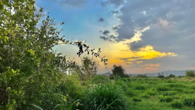 انطلاق موسم العقارب وبدء الربيع الحقيقي: اليوم الأول