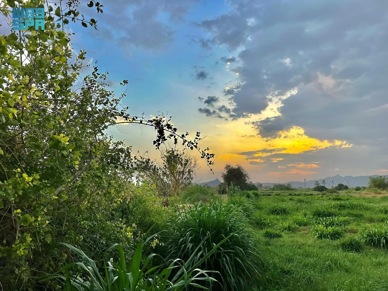 انطلاق موسم العقارب وبدء الربيع الحقيقي: اليوم الأول