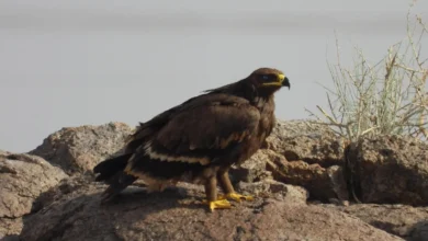 تسجيل 2850 طائرًا نادرًا في محمية الملك سلمان الملكية