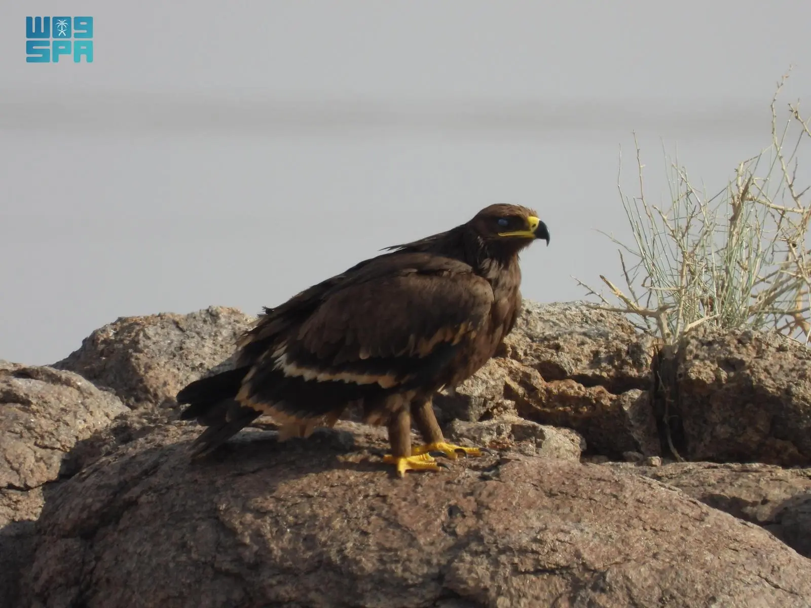 تسجيل 2850 طائرًا نادرًا في محمية الملك سلمان الملكية