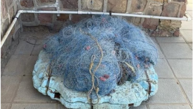 تطبيق الرقابة: ضبط 6 مخالفين خلال جولات تفتيشية لحماية الثروة البحرية في مرافئ الشعيبة