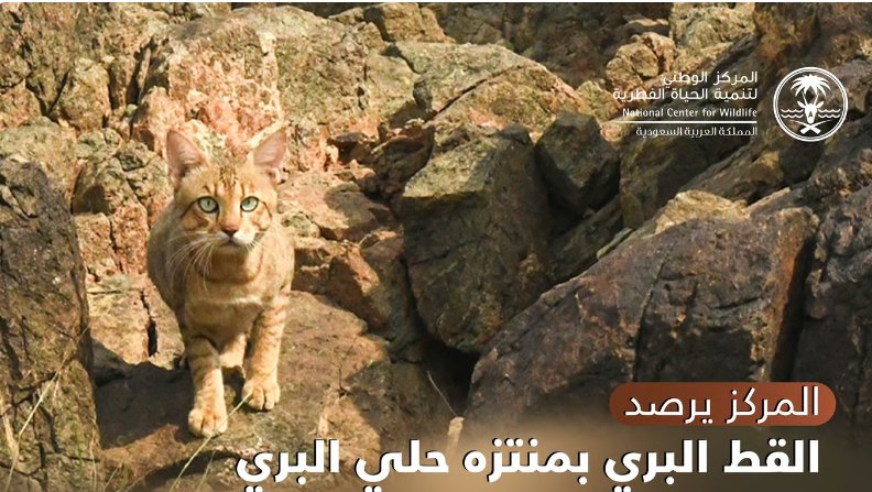 <p><strong>رصد زوج من القطط البرية في منتزه حلي: دليل على استقرار المواطن الطبيعية</strong></p>