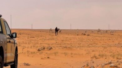 ضبط مواطن لحيازته 15 من الجمال داخل محمية الإمام عبدالعزيز