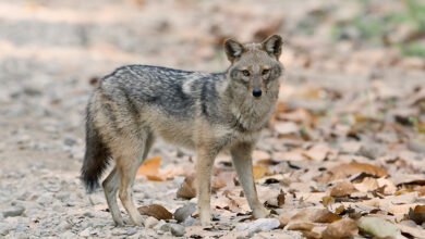 محمية الملك عبدالعزيز تحقّق سابقة تاريخية برصد ابن آوى الذهبي في الرياض