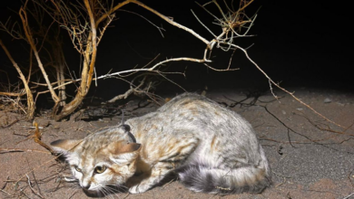 محمية محمد بن سلمان: نجاح غير مسبوق في تتبع قط الرمال وإجراء دراسة جينية متميزة