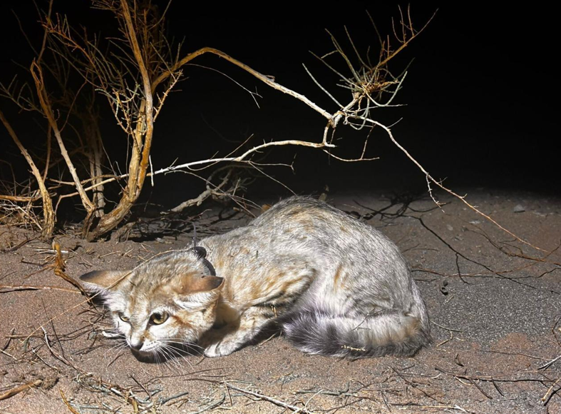 محمية محمد بن سلمان: نجاح غير مسبوق في تتبع قط الرمال وإجراء دراسة جينية متميزة