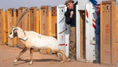 مركز الحياة الفطرية يعلن عن إطلاق أكثر من 10,000 كائن جديد