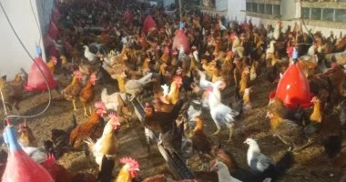 أسعار الدواجن تنخفض 15 جنيها في الكيلو نتيجة ارتفاع المعروض