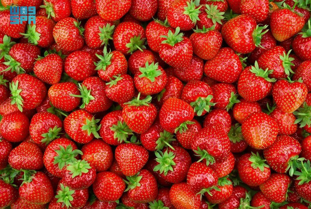 إطلاق موسم الفراولة السعودي: تعزيز جودة المنتج المحلي نحو التميز