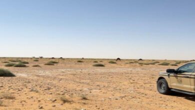 إلقاء القبض على مواطن لتربيته 13 رأسًا من الإبل في محمية الإمام عبدالعزيز