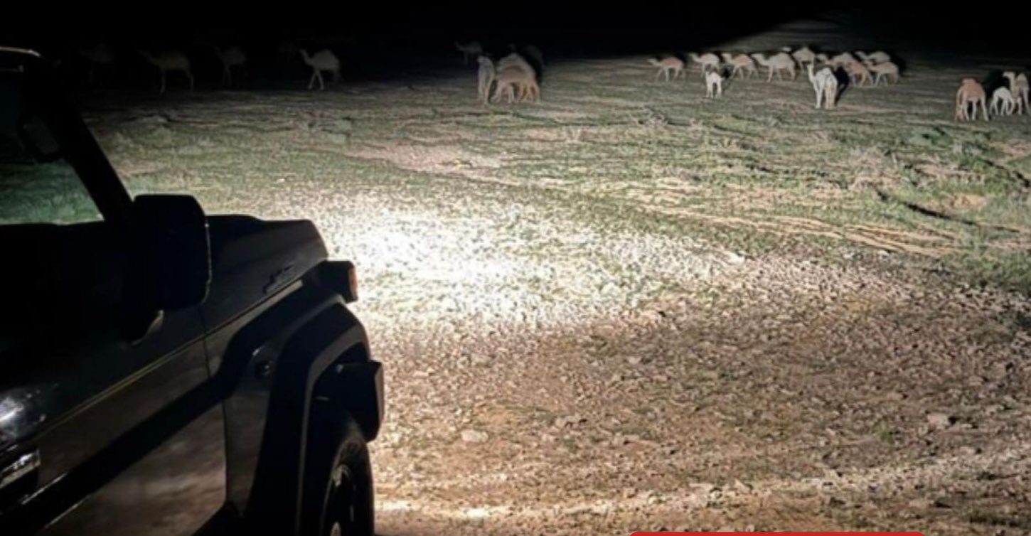 احتجاز مواطن لتجواله بـ35 من الإبل في مناطق محظورة بمحمية الملك عبدالعزيز