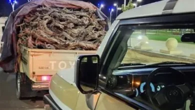 الأمن البيئي يلاحق مخالفين لنقل حطب محلي في الرياض ويقر غرامة 16 ألف ريال