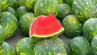 البطيخ في جازان: وفرة إنتاج تغطي الأسواق وتضيف لمسة غنية للمائدة الرمضانية بقيمته الغذائية