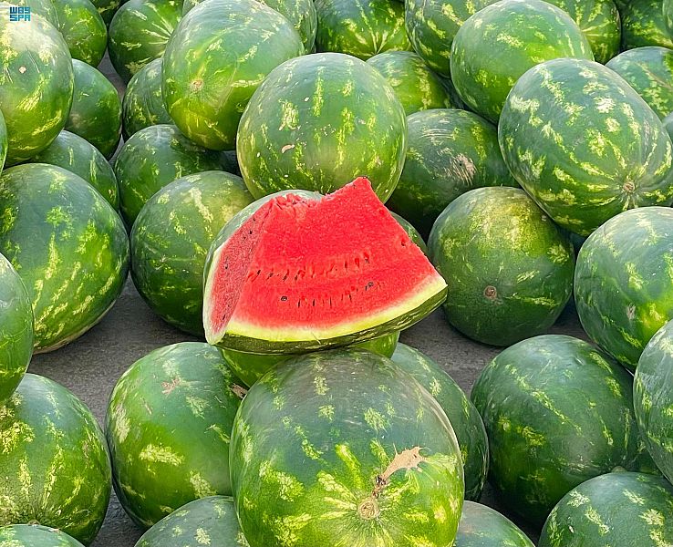 البطيخ في جازان: وفرة إنتاج تغطي الأسواق وتضيف لمسة غنية للمائدة الرمضانية بقيمته الغذائية