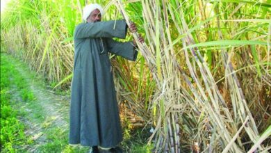 الحكومة تتيح 3.5 مليار جنيه لسداد مستحقات مزارعي قصب السكر