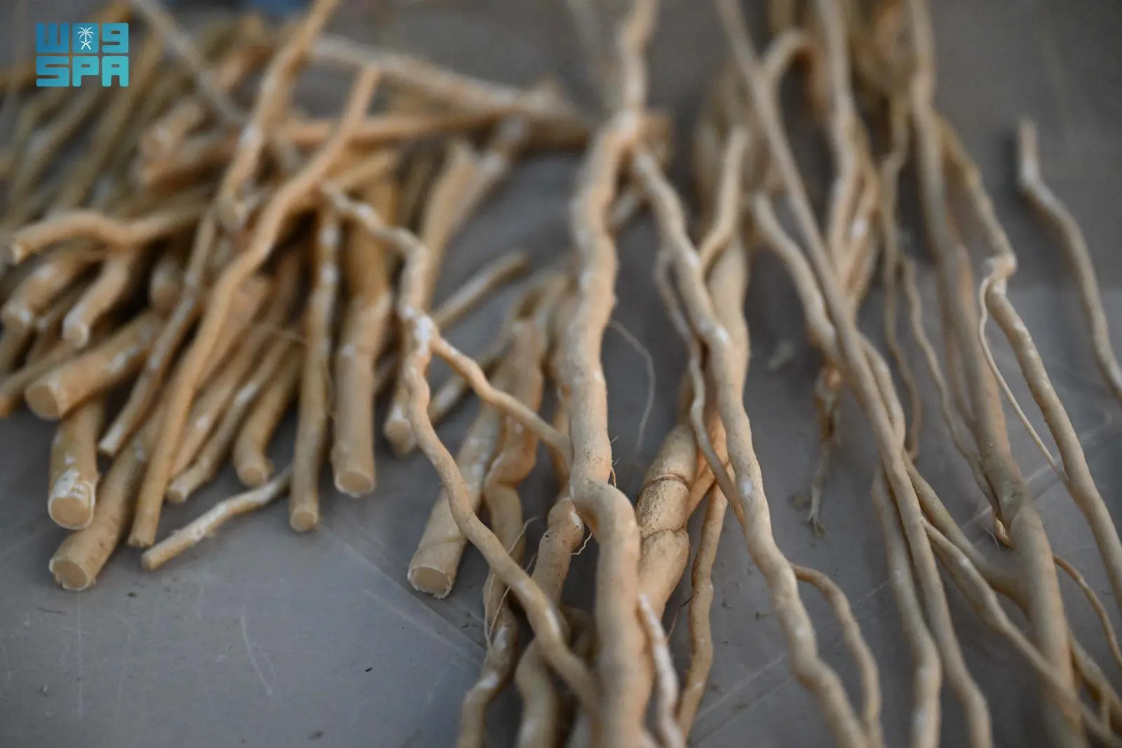 السواك: تراث بيئي يتجذر في جازان برؤية استدامة مبتكرة