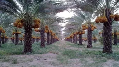 العلا تنظم فعالية "ليالي رمضان" في واحات النخيل لتعزيز السياحة الثقافية