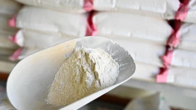 القمح القصيمي: كنز غذائي ومحصول استراتيجي حيوي لبقاء الإنسان