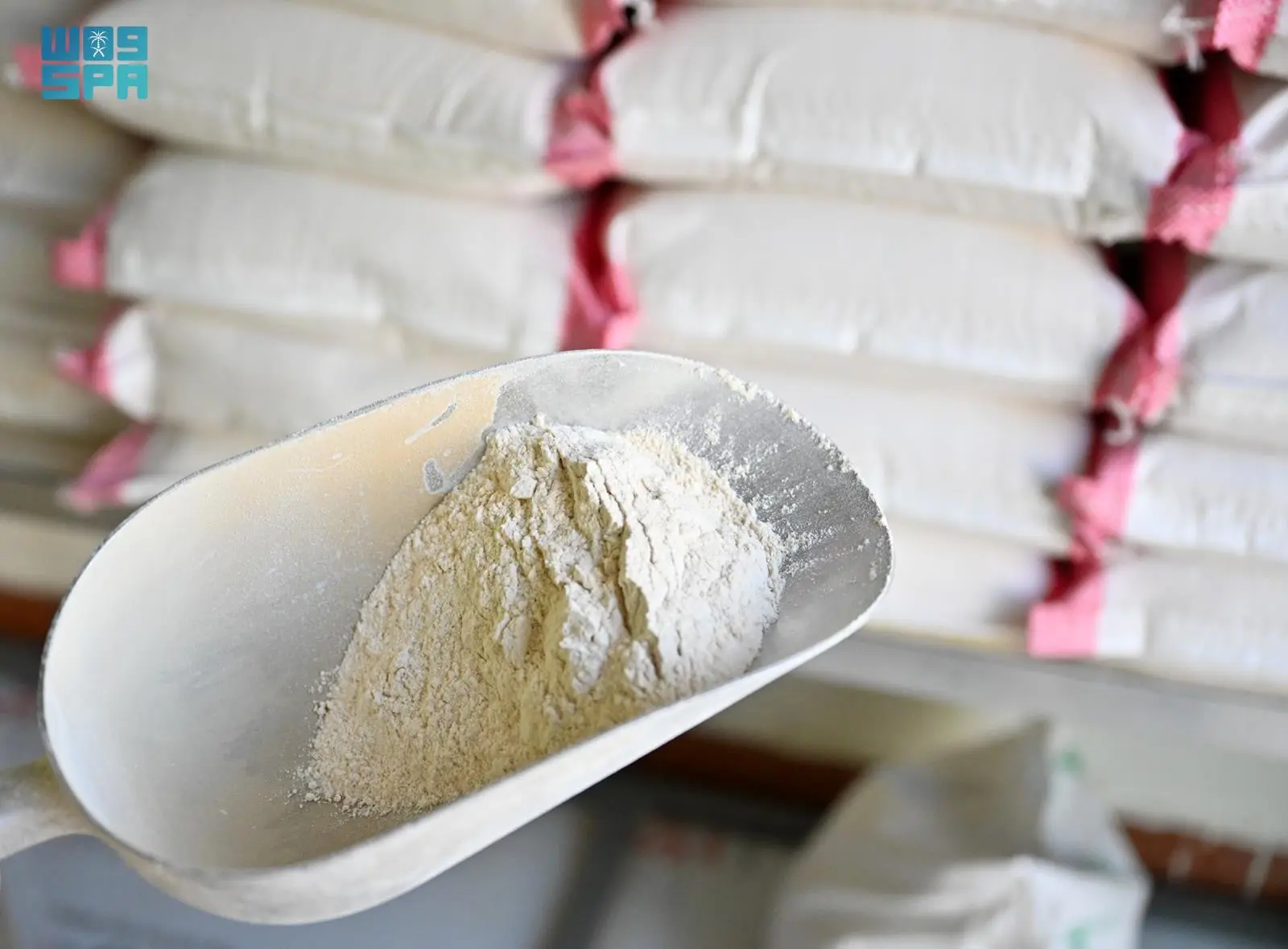 القمح القصيمي: كنز غذائي ومحصول استراتيجي حيوي لبقاء الإنسان