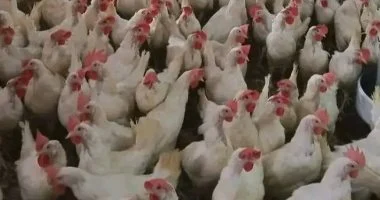 تراجع ملحوظ في أسعار الدواجن اليوم في الأسواق المحلية