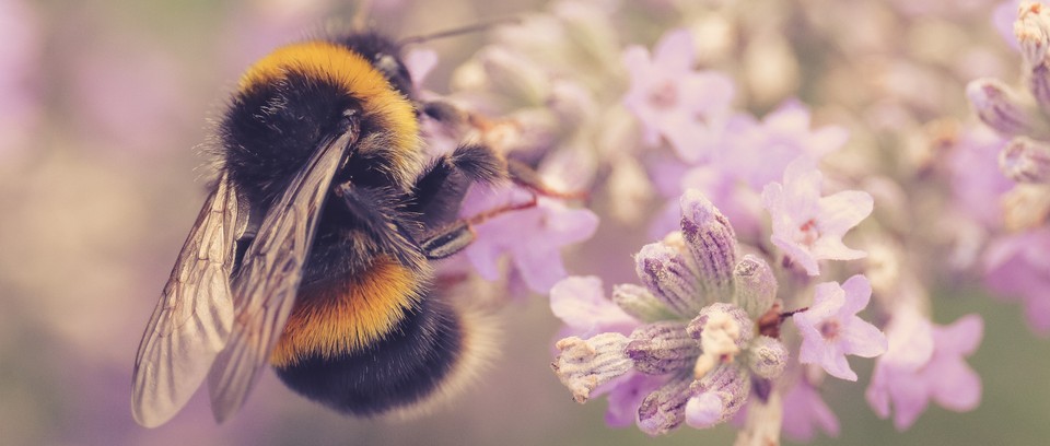 تعدد أنماط الغطاء النباتي في المنطقة الشمالية:  سبيل لتعزيز ازدهار النحل واستدامة البيئة