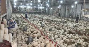 ذكاء التسوق: استراتيجيات المستهلك للتعامل مع تقلبات أسعار الدواجن والبيض