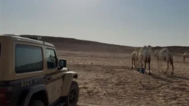 ضبط 20 جملاً مخالفاً في محمية الملك عبدالعزيز وتغريم صاحبها