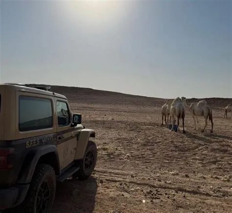 ضبط 20 جملاً مخالفاً في محمية الملك عبدالعزيز وتغريم صاحبها