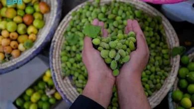 مزارع الباحة تزوّد الأسواق بمحاصيل طازجة خلال شهر رمضان